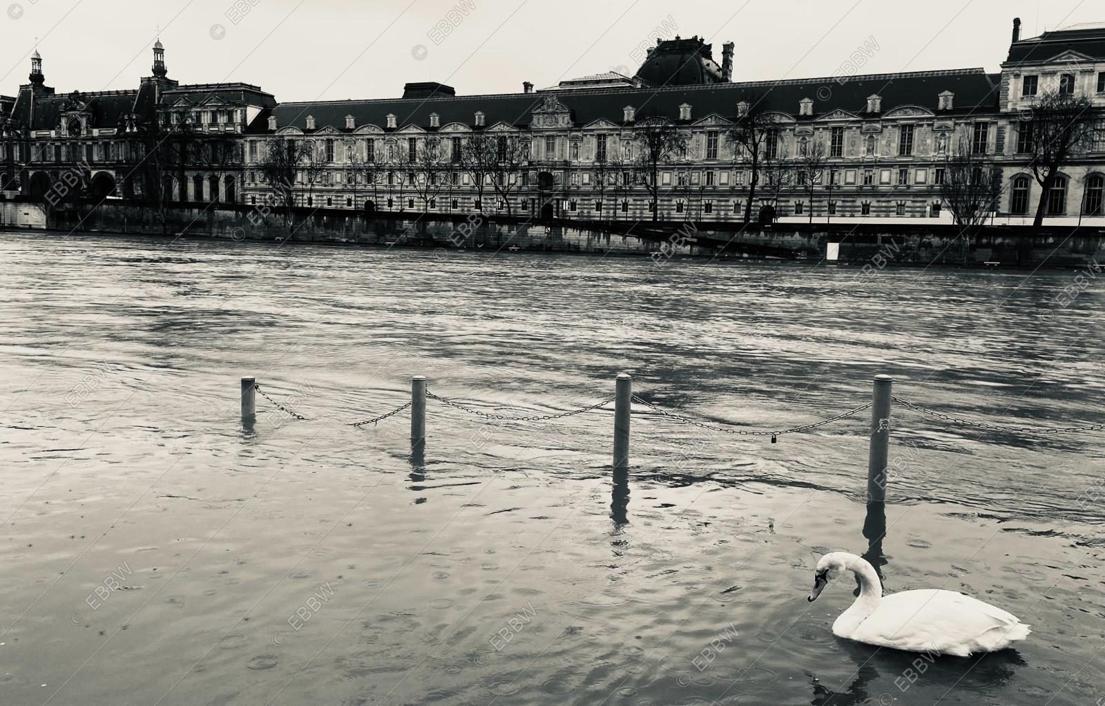 Cygne sur le fleuve en crue devant un palais