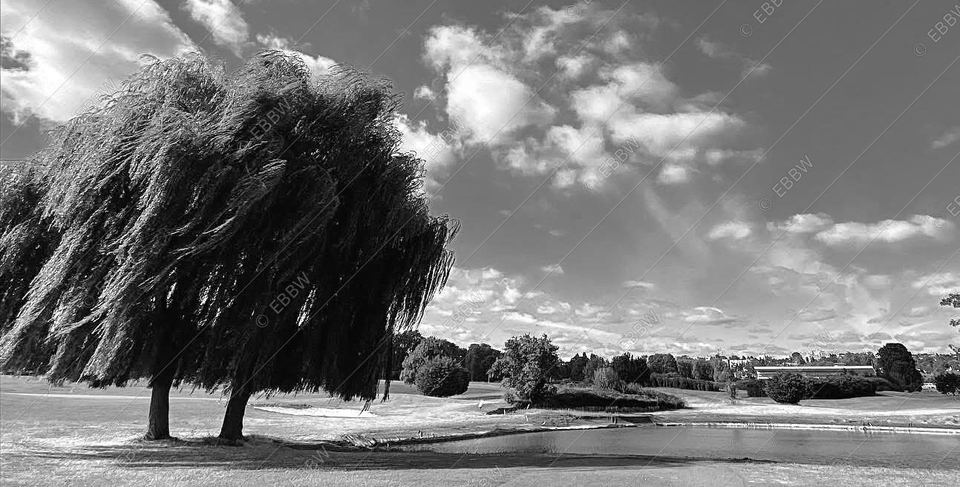 Saule pleureur secoué par le vent